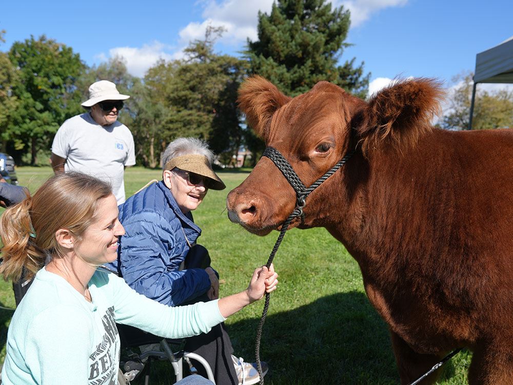 Woman in wheelchair pets cow at Ag Day