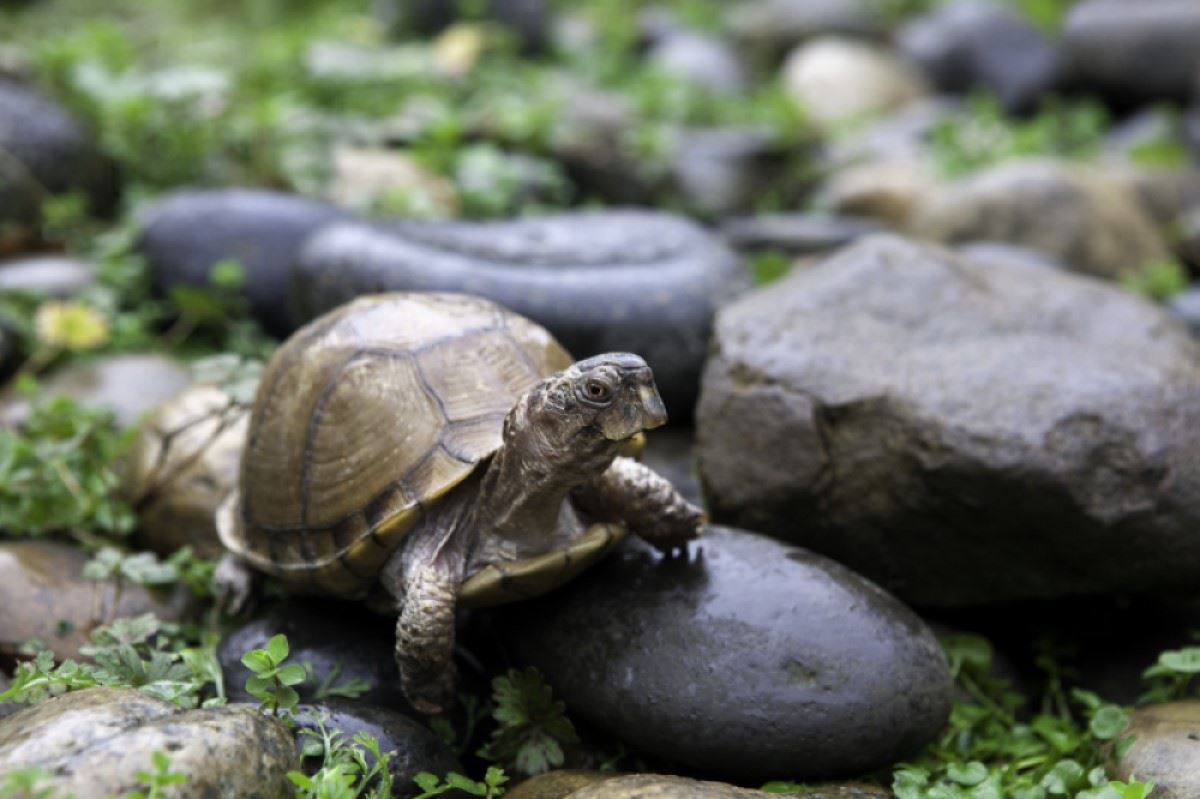 A box turtle on damp rocks, photo credit to Oliver Klink