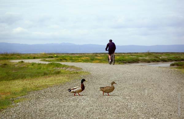 Ducks at the Hayward Shoreline Interpretive Center